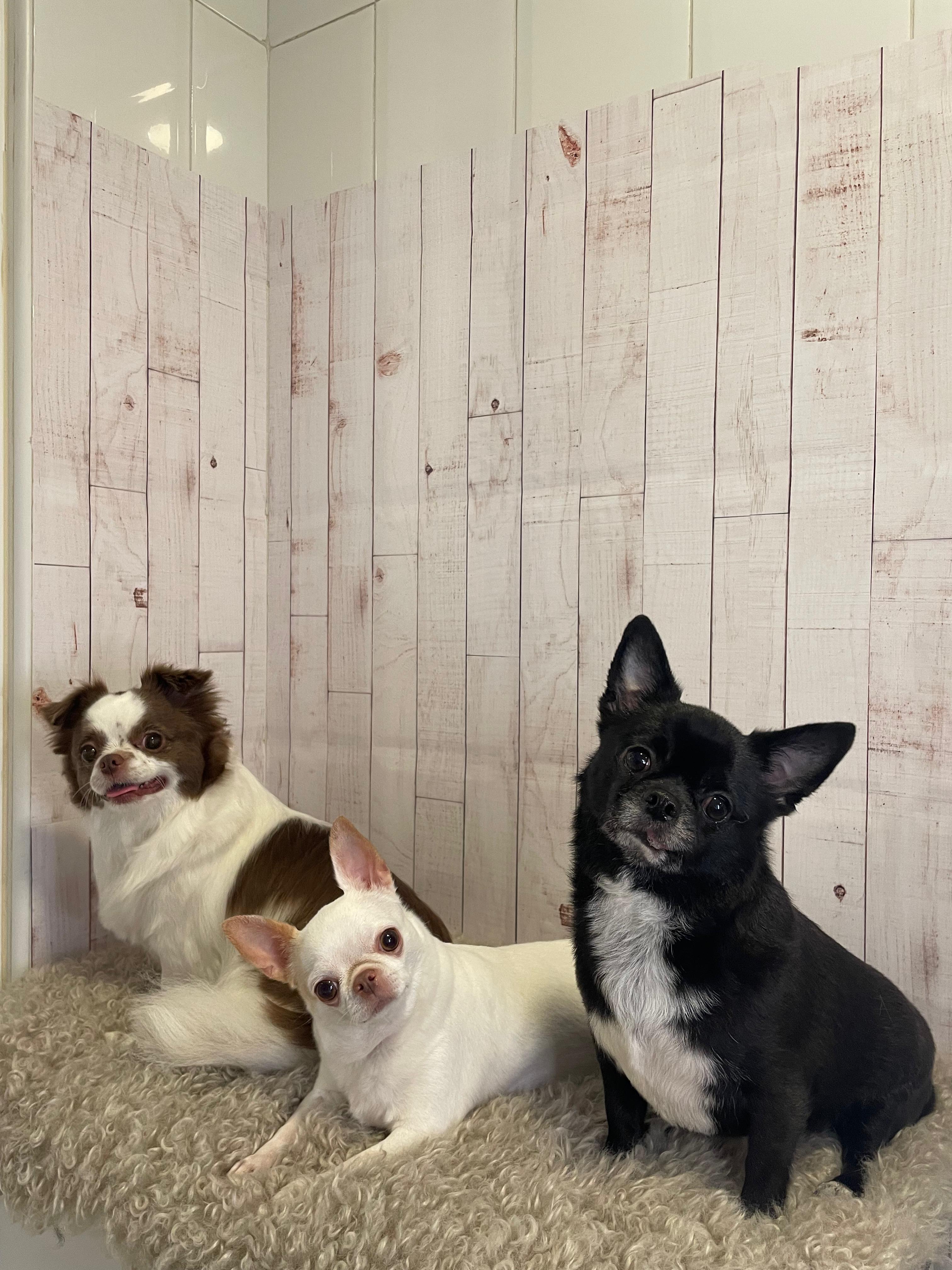 Trabajo de peluquería canina