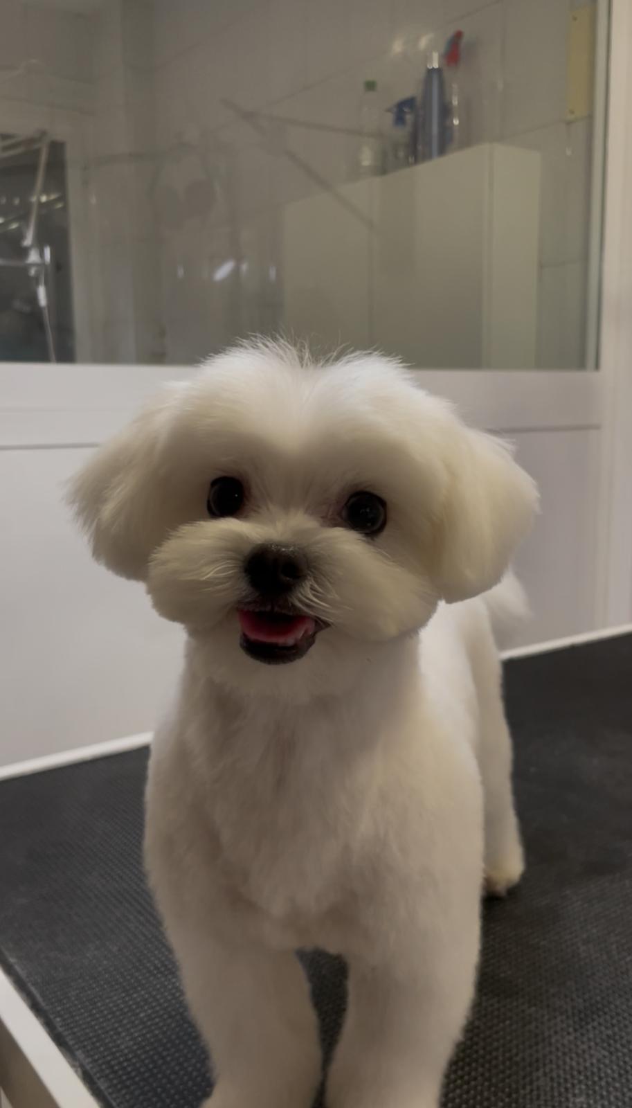 Trabajo de peluquería canina